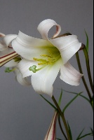 Lilium formosanum pricei
